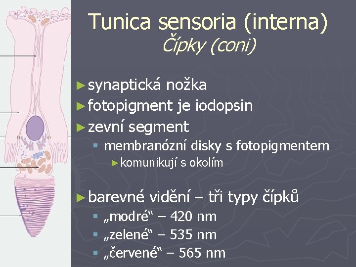 Tunica sensoria (interna) Čípky (coni) ► synaptická nožka ► fotopigment je iodopsin ► zevní