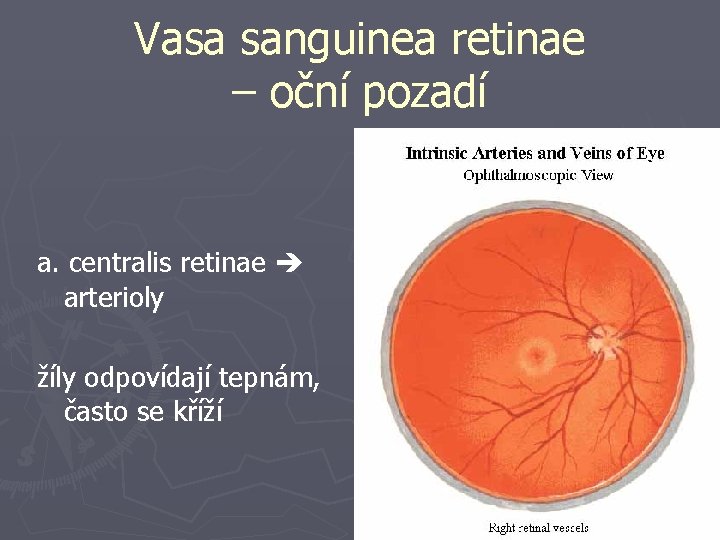 Vasa sanguinea retinae – oční pozadí a. centralis retinae arterioly žíly odpovídají tepnám, často