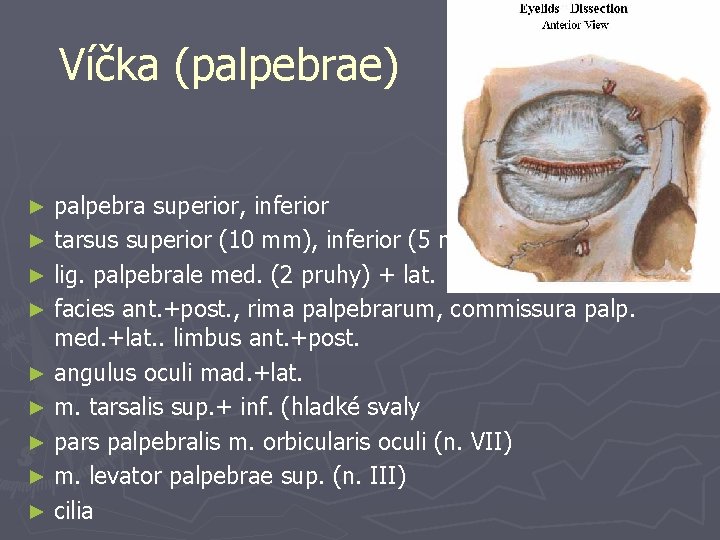 Víčka (palpebrae) palpebra superior, inferior ► tarsus superior (10 mm), inferior (5 mm) ►