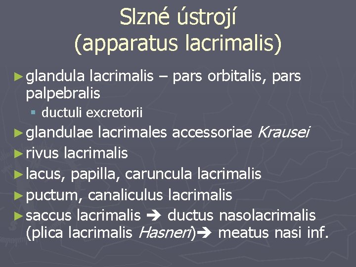 Slzné ústrojí (apparatus lacrimalis) ► glandula lacrimalis – pars orbitalis, pars palpebralis § ductuli