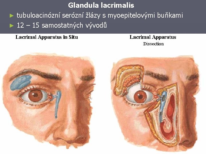 Glandula lacrimalis ► tubuloacinózní serózní žlázy s myoepitelovými buňkami ► 12 – 15 samostatných