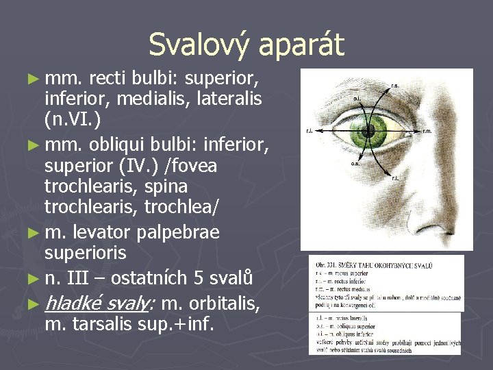 Svalový aparát ► mm. recti bulbi: superior, inferior, medialis, lateralis (n. VI. ) ►