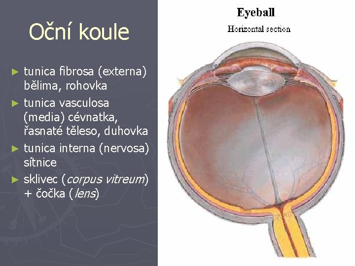 Oční koule tunica fibrosa (externa) bělima, rohovka ► tunica vasculosa (media) cévnatka, řasnaté těleso,