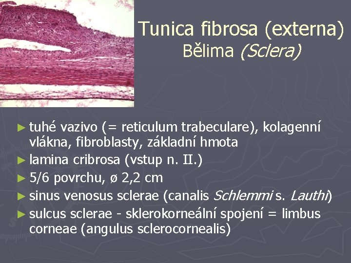 Tunica fibrosa (externa) Bělima (Sclera) ► tuhé vazivo (= reticulum trabeculare), kolagenní vlákna, fibroblasty,