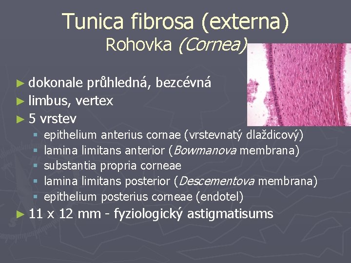 Tunica fibrosa (externa) Rohovka (Cornea) ► dokonale průhledná, bezcévná ► limbus, vertex ► 5