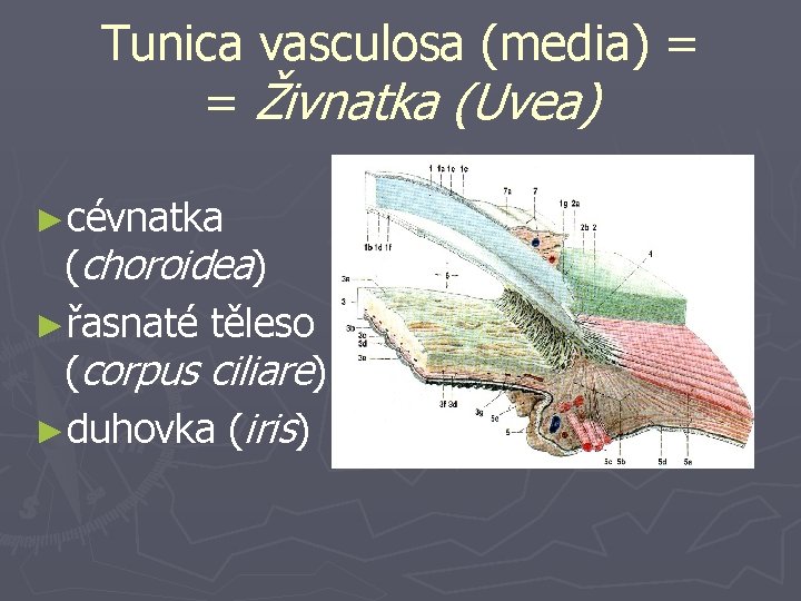 Tunica vasculosa (media) = = Živnatka (Uvea) ►cévnatka (choroidea) ►řasnaté těleso (corpus ciliare) ►duhovka