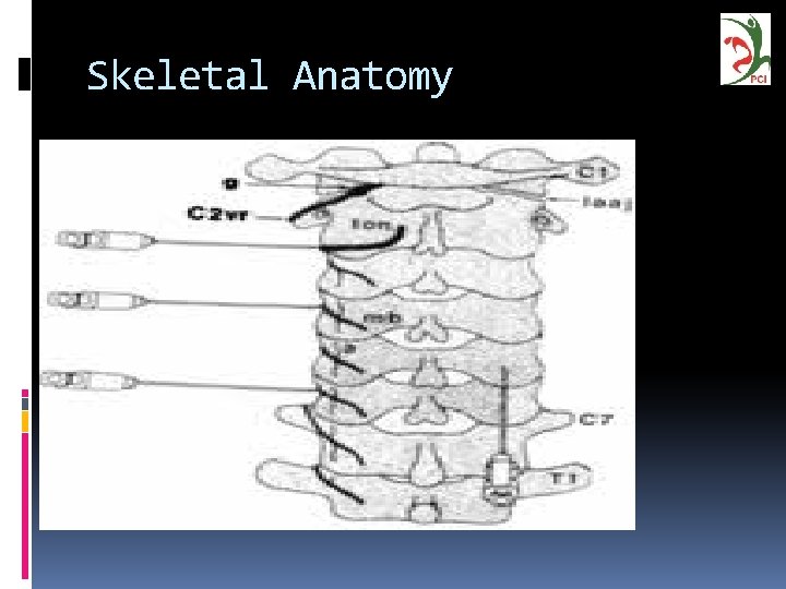 Skeletal Anatomy 