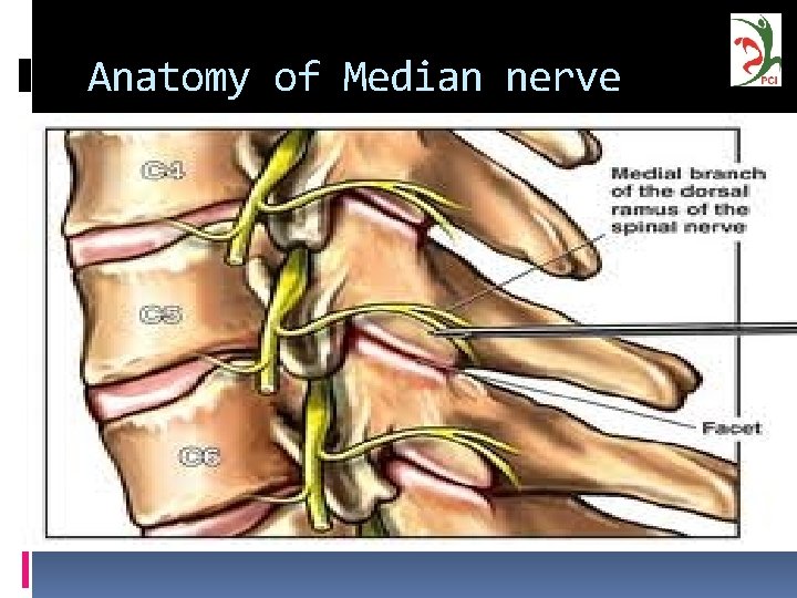 Anatomy of Median nerve 