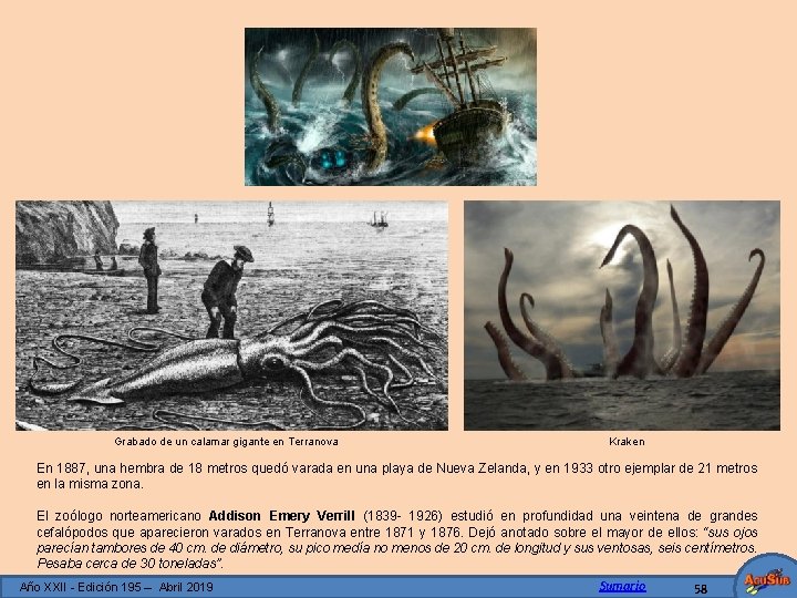 Grabado de un calamar gigante en Terranova Kraken En 1887, una hembra de 18