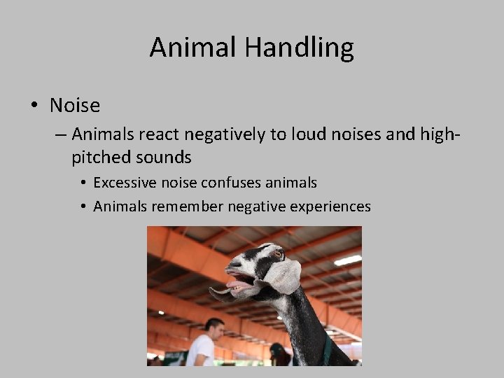 Animal Handling • Noise – Animals react negatively to loud noises and highpitched sounds