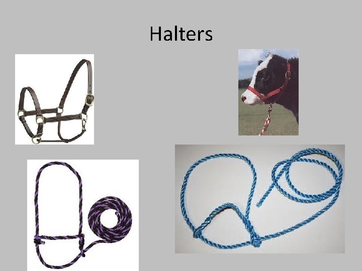 Halters 