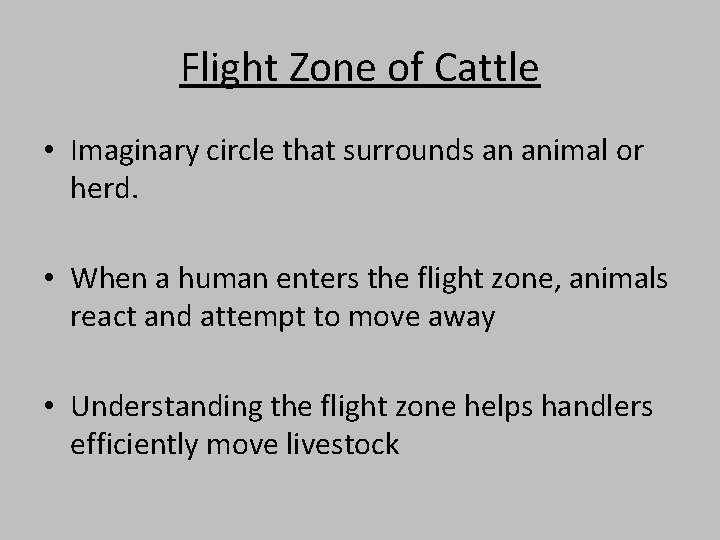 Flight Zone of Cattle • Imaginary circle that surrounds an animal or herd. •