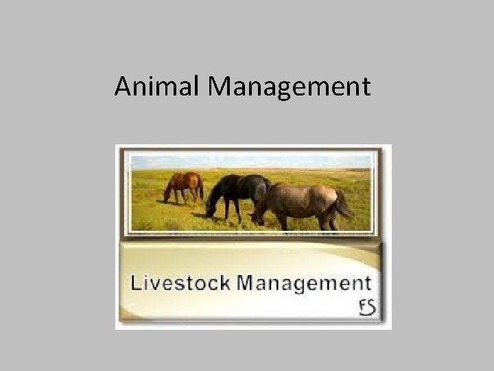 Animal Management 