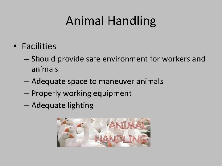 Animal Handling • Facilities – Should provide safe environment for workers and animals –