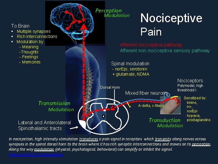 Perception Modulation To Brain § Multiple synapses § Rich interconnections § Modulation by -