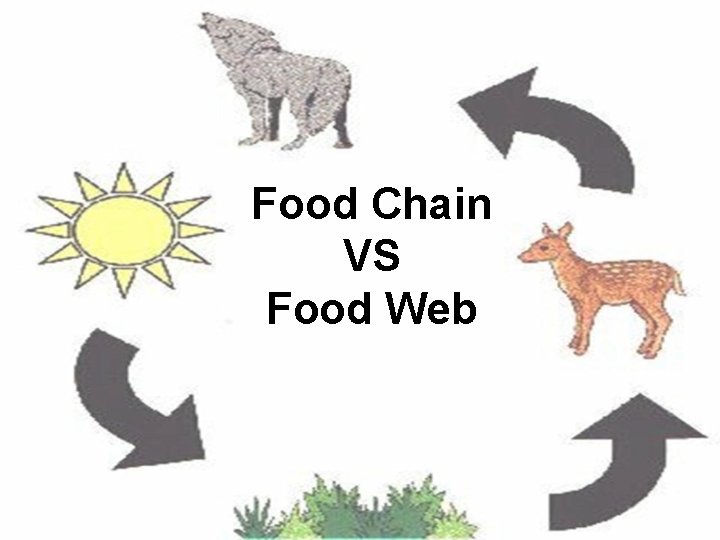 Food Chain VS Food Web 