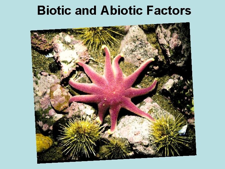 Biotic and Abiotic Factors 