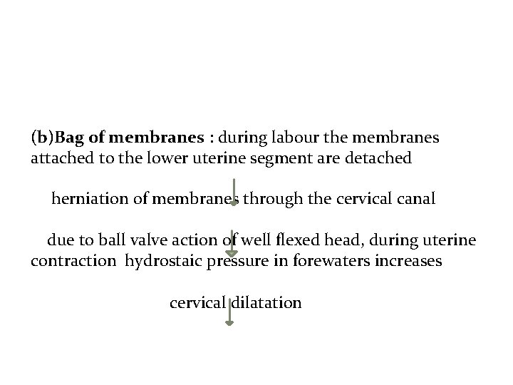 (b)Bag of membranes : during labour the membranes attached to the lower uterine segment