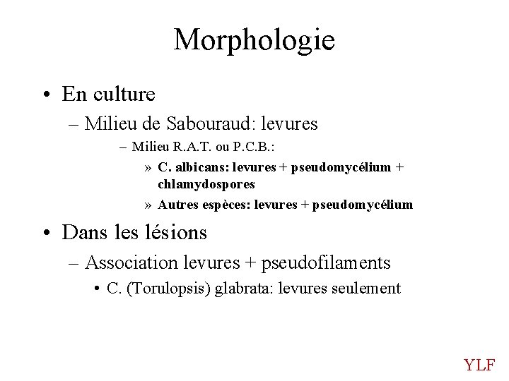 Morphologie • En culture – Milieu de Sabouraud: levures – Milieu R. A. T.