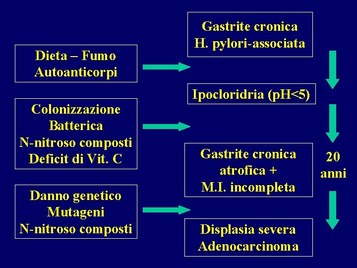 Dieta – Fumo Autoanticorpi Colonizzazione Batterica N-nitroso composti Deficit di Vit. C Danno genetico