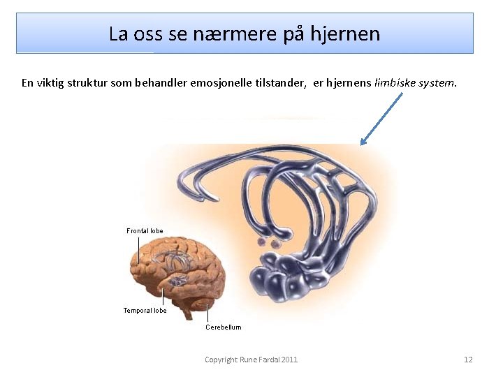 La oss se nærmere på hjernen En viktig struktur som behandler emosjonelle tilstander, er