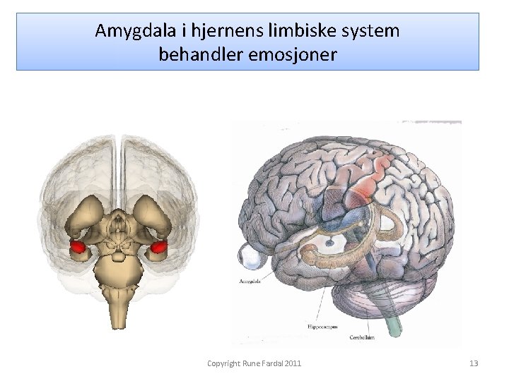 Amygdala i hjernens limbiske system behandler emosjoner Copyright Rune Fardal 2011 13 