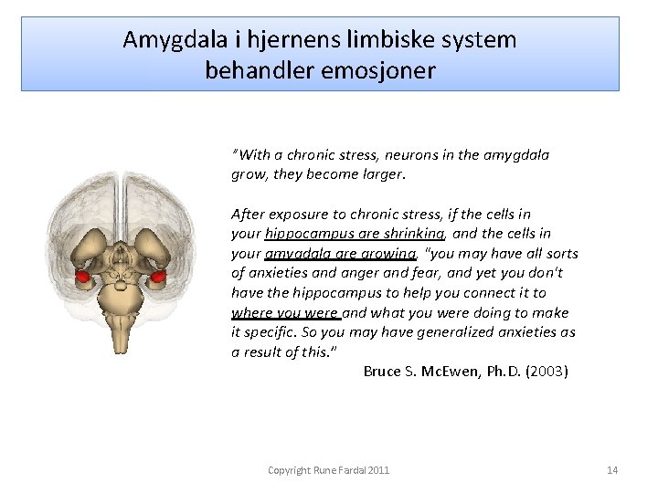 Amygdala i hjernens limbiske system behandler emosjoner ”With a chronic stress, neurons in the