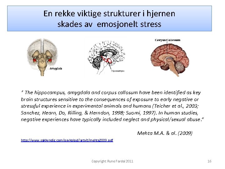 En rekke viktige strukturer i hjernen skades av emosjonelt stress Amygdala ” The hippocampus,