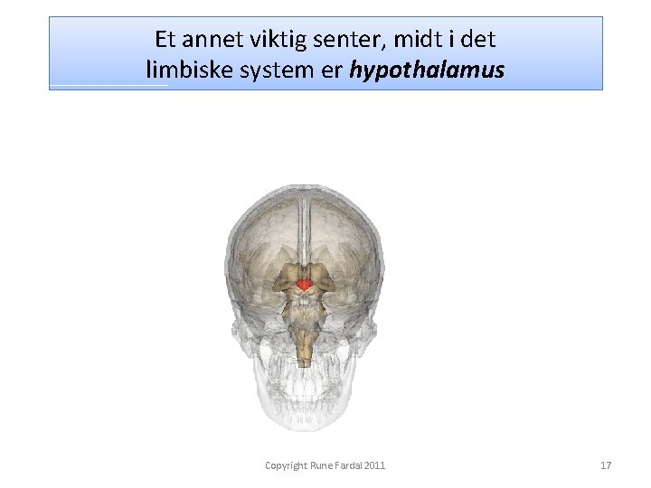 Et annet viktig senter, midt i det limbiske system er hypothalamus Copyright Rune Fardal