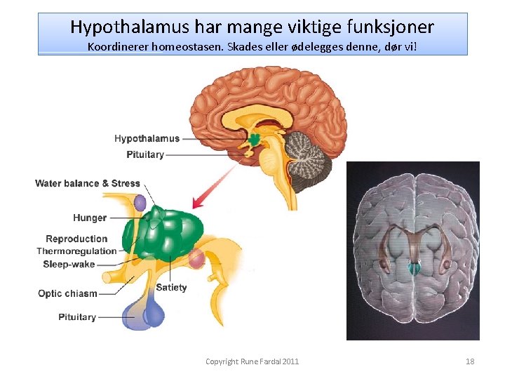 Hypothalamus har mange viktige funksjoner Koordinerer homeostasen. Skades eller ødelegges denne, dør vi! Copyright