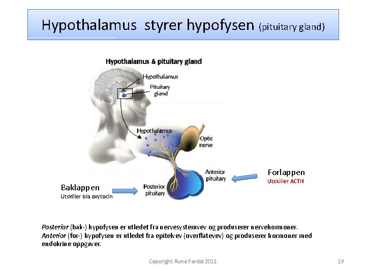 Hypothalamus styrer hypofysen (pituitary gland) Forlappen Utskiller ACTH Baklappen Utskiller bla oxytocin Posterior (bak-)