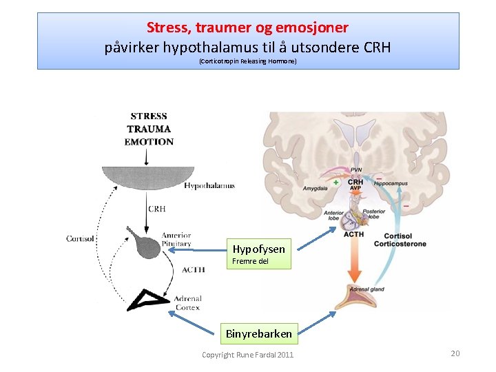 Stress, traumer og emosjoner påvirker hypothalamus til å utsondere CRH (Corticotropin Releasing Hormone) Hypofysen