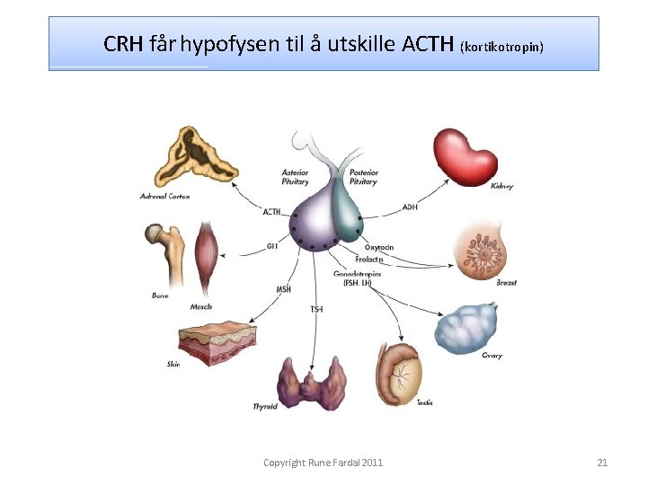 CRH får hypofysen til å utskille ACTH (kortikotropin) Copyright Rune Fardal 2011 21 