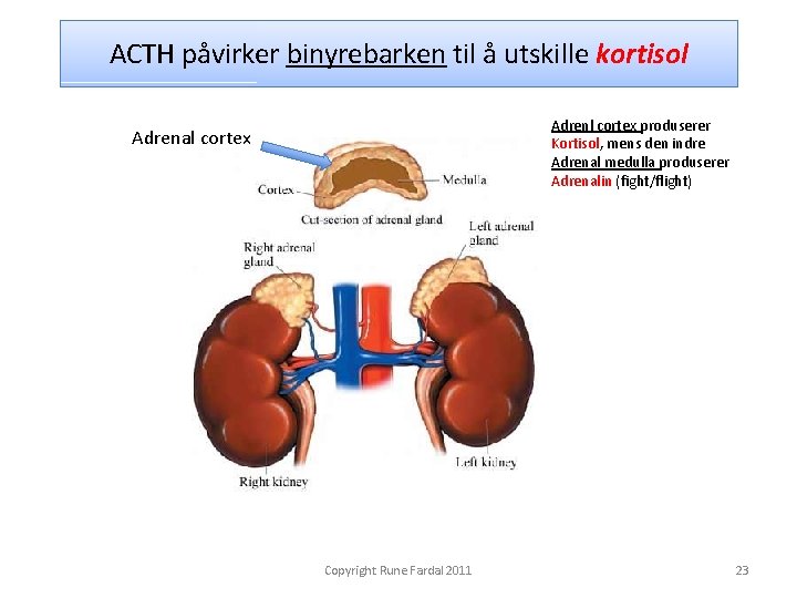 ACTH påvirker binyrebarken til å utskille kortisol Adrenl cortex produserer Kortisol, mens den indre