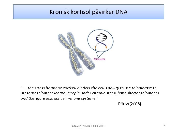 Kronisk kortisol påvirker DNA ”…. the stress hormone cortisol hinders the cell's ability to