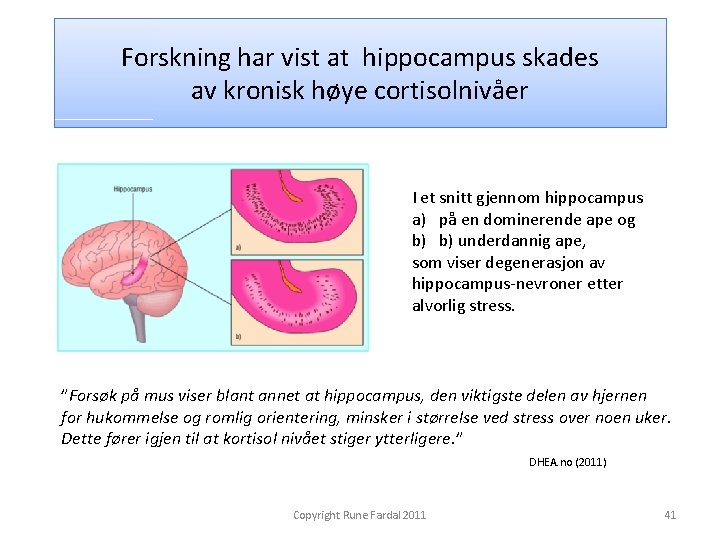 Forskning har vist at hippocampus skades av kronisk høye cortisolnivåer I et snitt gjennom