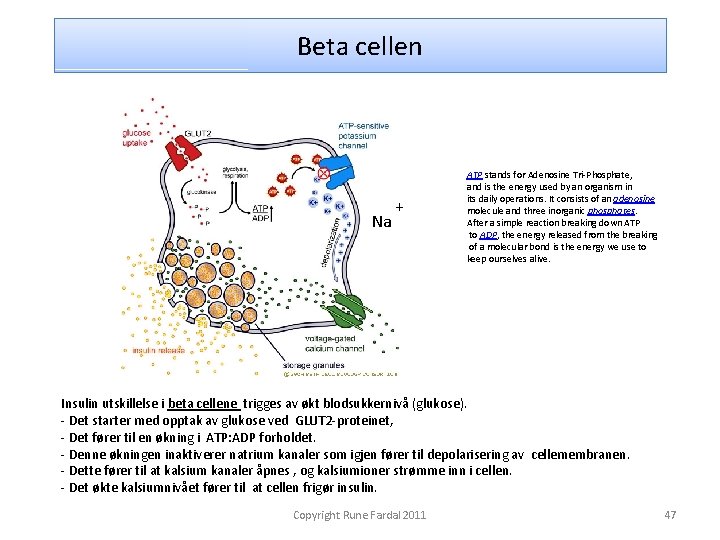 Beta cellen Na + ATP stands for Adenosine Tri-Phosphate, and is the energy used