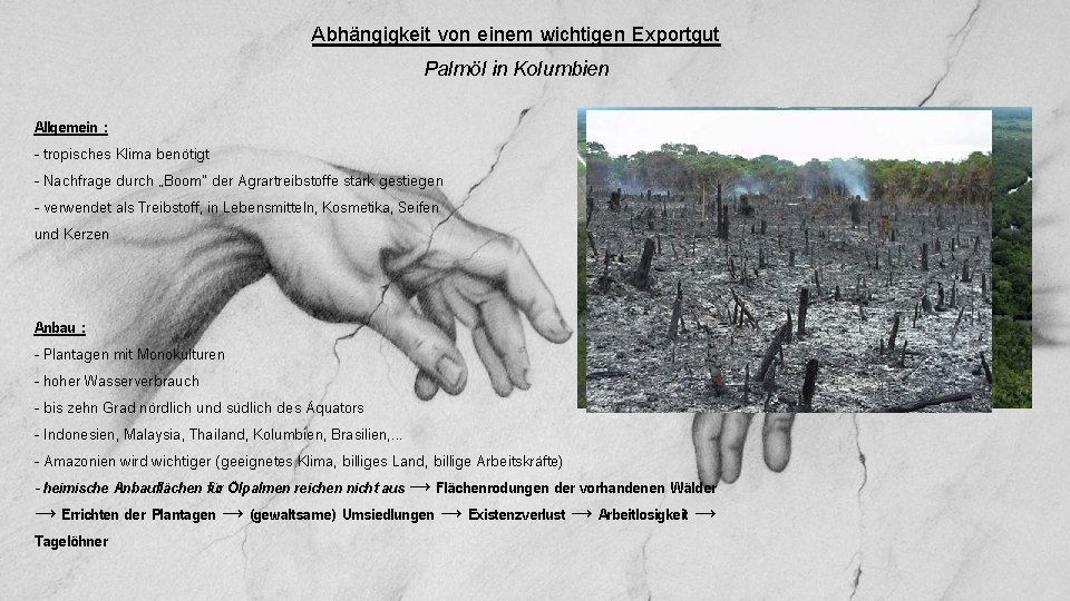 Abhängigkeit von einem wichtigen Exportgut Palmöl in Kolumbien Allgemein : - tropisches Klima benötigt