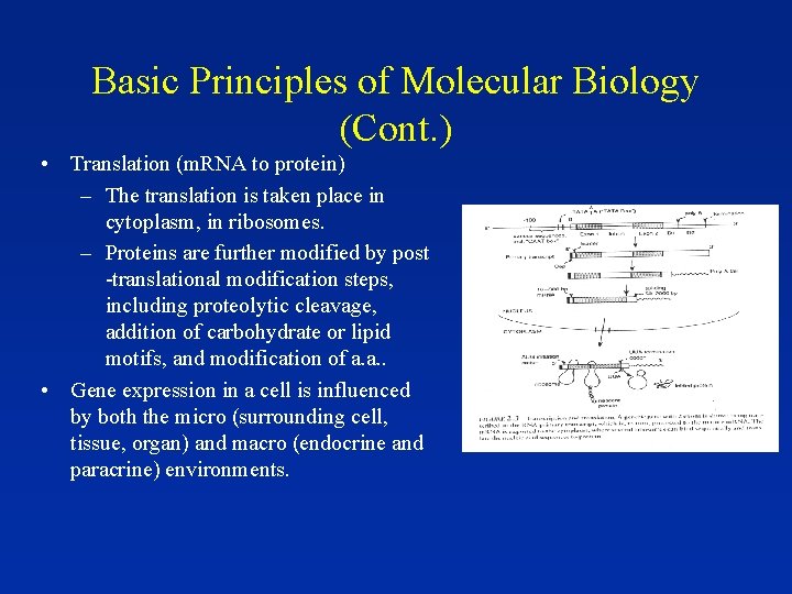 Basic Principles of Molecular Biology (Cont. ) • Translation (m. RNA to protein) –