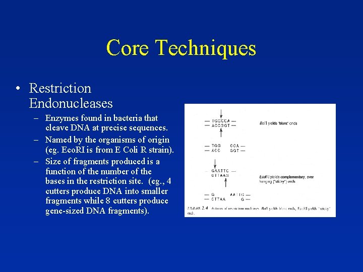 Core Techniques • Restriction Endonucleases – Enzymes found in bacteria that cleave DNA at