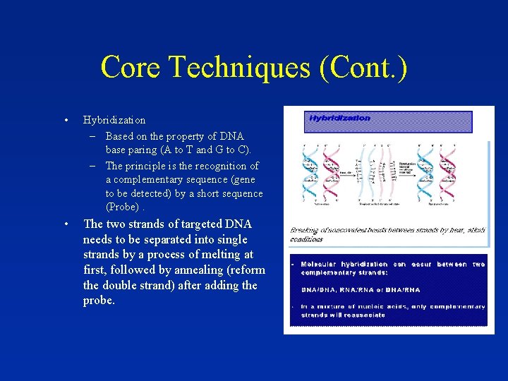 Core Techniques (Cont. ) • Hybridization – Based on the property of DNA base