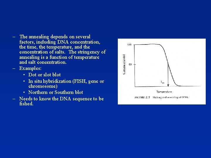 – The annealing depends on several factors, including DNA concentration, the time, the temperature,