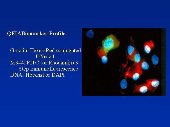 QFIABiomarker Profile G-actin: Texas-Red conjugated DNase I M 344: FITC (or Rhodamin) 3 Step