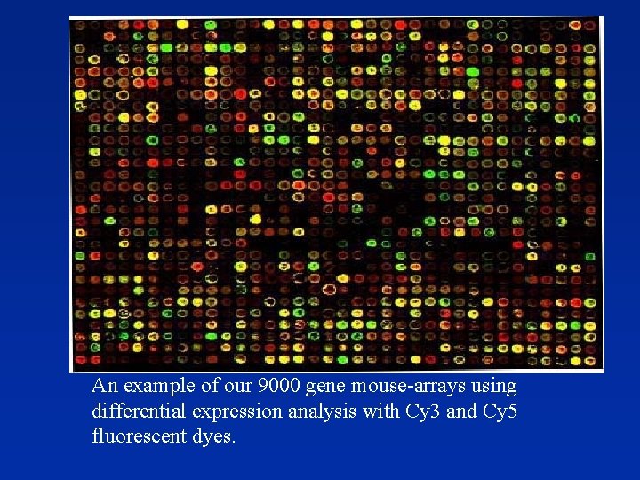 An example of our 9000 gene mouse-arrays using differential expression analysis with Cy 3