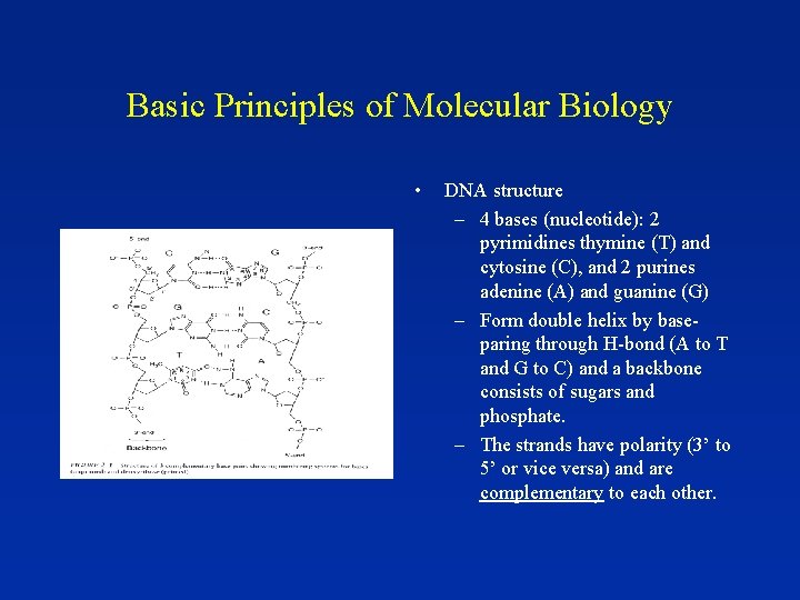 Basic Principles of Molecular Biology • DNA structure – 4 bases (nucleotide): 2 pyrimidines