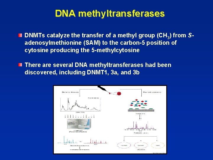 DNA methyltransferases DNMTs catalyze the transfer of a methyl group (CH 3) from Sadenosylmethionine