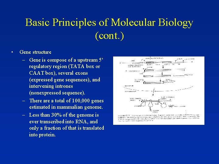 Basic Principles of Molecular Biology (cont. ) • Gene structure – Gene is compose