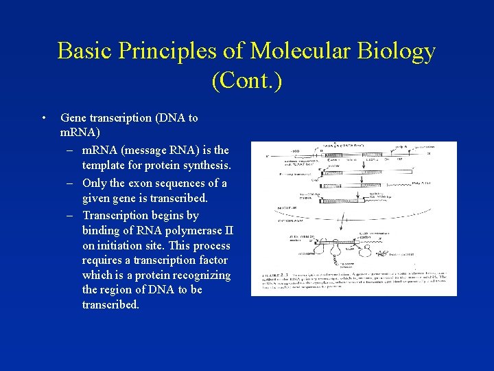 Basic Principles of Molecular Biology (Cont. ) • Gene transcription (DNA to m. RNA)