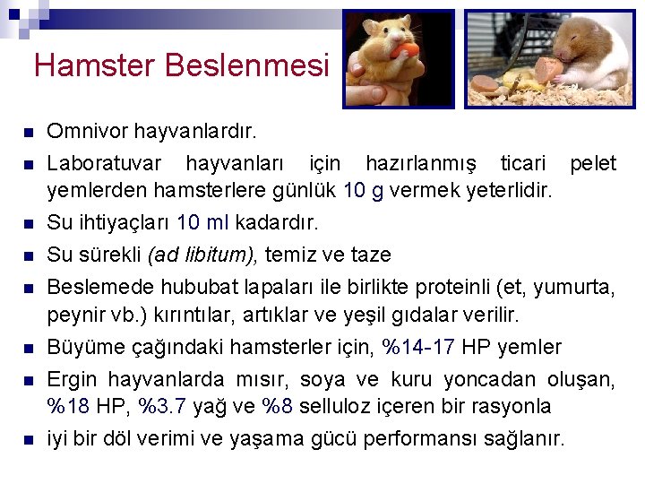 Hamster Beslenmesi n n n n Omnivor hayvanlardır. Laboratuvar hayvanları için hazırlanmış ticari pelet