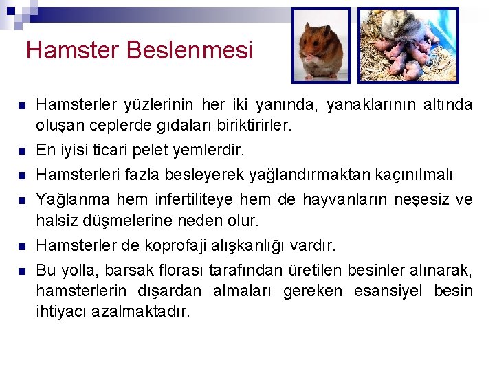 Hamster Beslenmesi n n n Hamsterler yüzlerinin her iki yanında, yanaklarının altında oluşan ceplerde